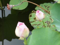 -荷塘月色湿地公园·向阳花洲