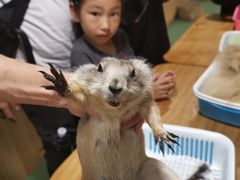 -藦茜花园宠物主题亲子互动体验馆(国顺东路店)