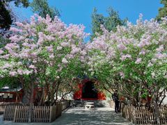 -大觉寺-停车场
