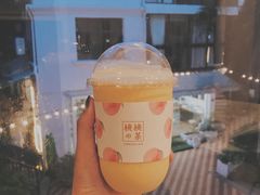 芒果奶昔-有猫主题·治愈系猫咖(曾厝垵店)