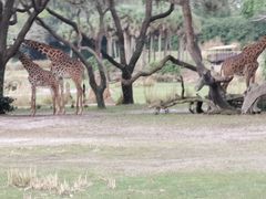 -奥兰多迪士尼动物王国乐园