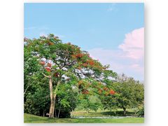 -中国科学院西双版纳热带植物园