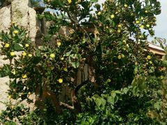 -蔡氏古民居建筑群