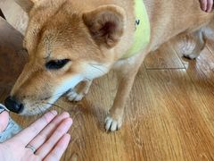 -柴犬高等学院·狗咖·柴犬售卖·宠物训练