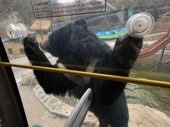 -栾川竹海野生动物园
