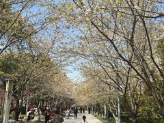 -高东镇樱花园