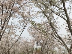 -天王浮山樱花园