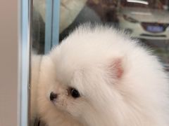-FAELING PETS美天灵宠物(合生汇店)