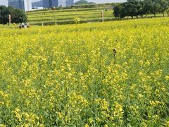 -光明小镇欢乐田园