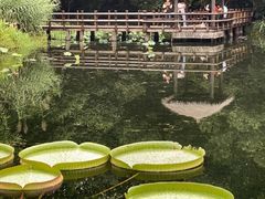 -上海滨江森林公园