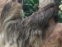 -正佳雨林生态植物园