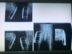 -北京派仕佳德动物医院·超导核磁·CT·神经科·骨科·内外科·急重症管理中心