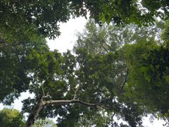 -西双版纳原始森林公园