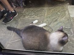 -猫咪博物馆(顶澳仔猫街店)
