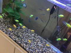 -双季花艺园艺市场(浦东店)