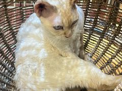 -藏猫猫咖啡主题馆(中央大道店)