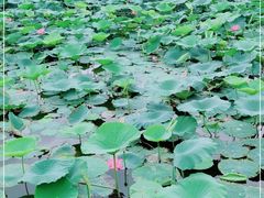 -长春市南湖公园