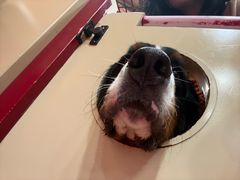-和它·交个朋友·狗咖猫咖(爱琴海店)