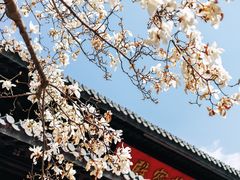 -灵谷景区