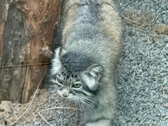 -青藏高原野生动物园