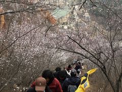 -北京凤凰岭