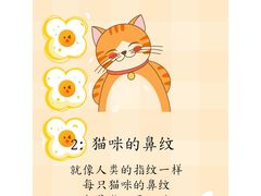 -猫十亿·布偶金渐层·曼基康矮脚猫舍(青年路店)
