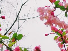 -新虹桥中心花园
