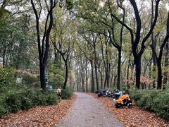 -紫金山山顶公园