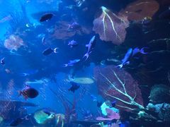 -迪拜帆船酒店海底餐厅