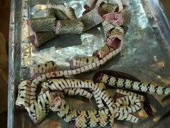 -荔城生鲜盛宴(番禺旗舰店)