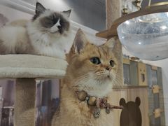 -Let's go狗咖·猫咖·奶狗·桌游(春熙路IFS店)