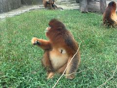 -大连森林动物园