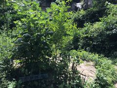 -抱龙峪