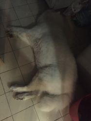 -英刺青 纹身 洗纹身