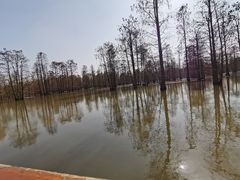 -池杉湖湿地公园