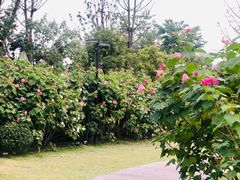 -天府芙蓉园