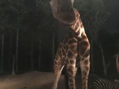 -清迈夜间动物园
