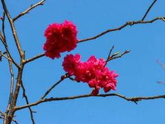 -天适樱花悠乐园