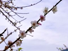 -广州市流溪河国家森林公园