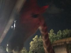 -清迈夜间动物园