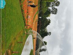 -秀丽东方