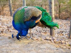 -北京麋鹿生态实验中心