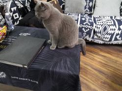 -飛凡TATTOO纹身•原创