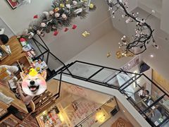 -酷豆宠物咖啡·宠物美食·撸猫馆