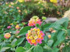 -胜丰草莓采摘园