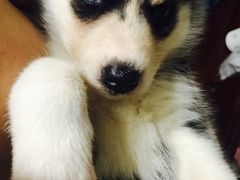 -翊宠yipet猫狗购宠庄园犬舍•猫舍