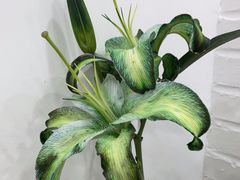 -Flower in(密渡桥店)