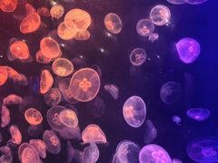 -南昌融创海世界