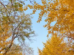 -长白岛森林公园