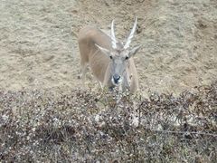 -石家庄市动物园